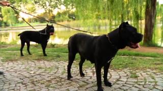 TRT HD  Cane Corso  Telepati Ünlü Köpekler  Corsorium Gerçekleri [upl. by Anilocin]