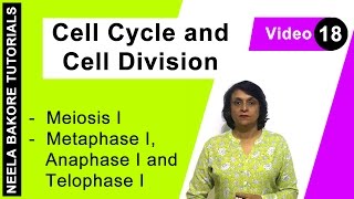 Cell Cycle amp Cell Division  NEET  Meiosis I  Metaphase I Anaphase I and Telophase I  Dr Bakore [upl. by Lenes]