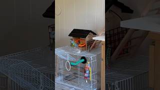 Morning routine  Fly for food🦜birds parrotlet parrort [upl. by Ario]