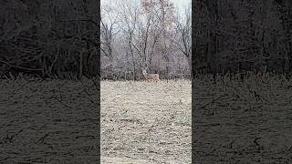 we let him walk deer deerhunting doeseason whitetaildeer bucks missouri farm alarm [upl. by Abdul296]