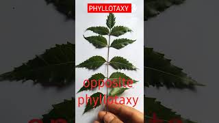 Phyllotaxy Practical Class 11 shorts youtubeshorts viral neet biology [upl. by Aicnorev]