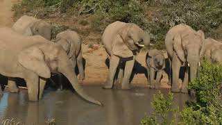 Amakhala Game Reserve  Elephant Waterbreak [upl. by Daniels833]