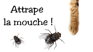 Jeu pour chat  Attrape la mouche [upl. by Spoor]