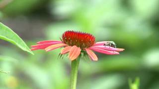 Gardening  Pollinators and Beneficial Insects [upl. by Innes]