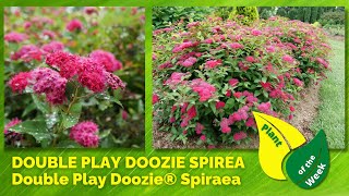 DOUBLE PLAY DOOZIE SPIREA  Double Play Doozie® Spiraea by Proven Winners [upl. by Percy]