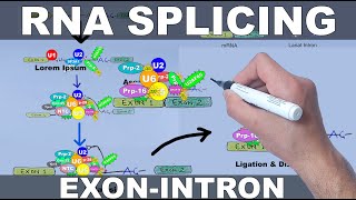 RNA Splicing Mechanism [upl. by Banky]