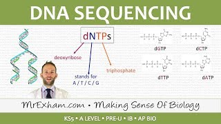 DNA sequencing  Post 16 Biology A Level PreU IB AP Bio [upl. by Qerat]