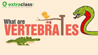 What are vertebrates   Biology  Extraclasscom [upl. by Ruhtracm250]