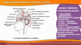 GLANDELE ENDOCRINE HIPOFIZA ȘI TIROIDA [upl. by Kevyn]