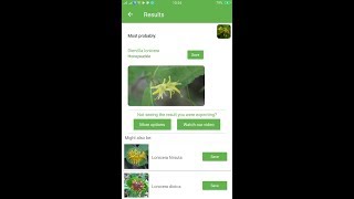 PlantSnap identifies a Honeysuckle Diervilla lonicera [upl. by Odrawde660]