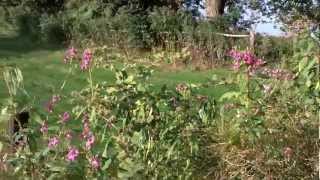 Impatiens glandulifera [upl. by Ilbert66]