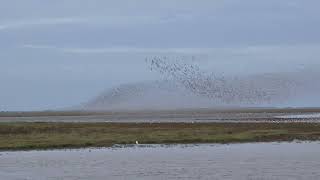 Waders at Snettisham [upl. by Dianuj646]