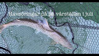 Havsöringsfiske 23juli på Västkusten [upl. by Elna]