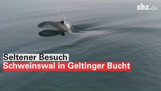 Seltener Besuch Schweinswal in Geltinger Bucht [upl. by Docila]