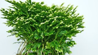 Selaginella martensii quotFrostyquot  Moosfarn  Mooskraut [upl. by Hnacogn]