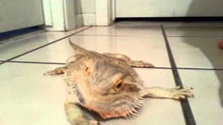 Bearded Dragon running around the house [upl. by Proudlove]