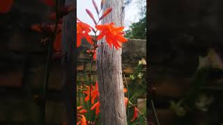 hermosa crocosmia crocosmia nature garden trending fyp viral parati amorporlasplantas [upl. by Tullus]