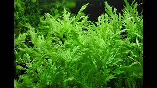 Hygrophila difformis Best tropical Aquatic Plant for your tank [upl. by Myer]