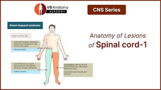 Anatomy of Lesions of spinal cordPart 1 [upl. by Thoma552]