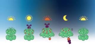 Cyanobacterial Circadian Oscillator Animation [upl. by Obel417]