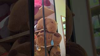 It’s kind of sad for the guy who sleeps in the bottom bunkcapybara sleep wack funny toy gift [upl. by Gausman]