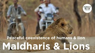 The Asiatic Lion Conservation Story  Gir National Park Forest Stories Wildlife [upl. by Ashien409]