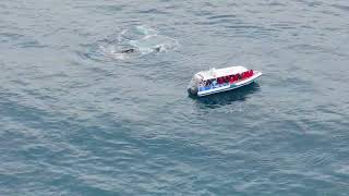 Whale Watching  Ballina NSW AUSTRAILIA [upl. by Imoyaba]