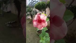 🌿💐Allamanda blanchetii💐🌿bonsai plants youtubeshorts garden flowers shorts [upl. by Nimajeb]