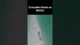 CROCODILE ATTACK ON BEACH  DUBAI BEACH  Wild Crocodile Attacks Caught On Camera [upl. by Abner]