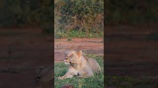 Lioness roars next to vehicle [upl. by Regen777]