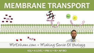 Eukaryotic Cell Structure  Transport across Membranes  Post 16 BiologyA Level PreU IB AP Bio [upl. by Adrell]