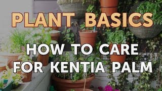 How to Care for Kentia Palm [upl. by Ylrebnik]