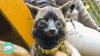 Wild Coyote Plays With Peoples Dogs Until A Man Gives Him New Home  Cuddle Buddies [upl. by Erapsag]