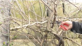 How to Prune your Wisteria in Winter [upl. by Anitniuq]