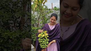 Banana harvesting baby finger banana banana harvesting mygarden shortvideo ytshort gardening [upl. by Entroc809]