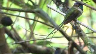 Marvelous Spatuletail Courtship Display [upl. by Diraj]