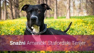 🐕 Nevjerojatno Snažni Američki Stafordski Terijer – Slike I Karakteristike Stafordskih Terijera [upl. by Ert]