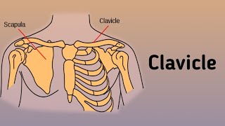 Clavicle anatomy  Anatomy Upperlimb Bones Clavicle Fractures of the clavicle [upl. by Armillda]