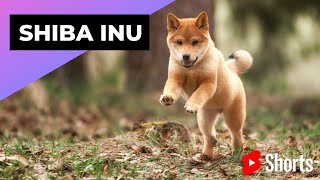 Shiba Inu 🐶 One Of The Most Popular Dog Breeds In The World shorts [upl. by Ceevah]