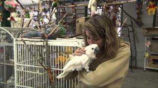 Parrot Refuge for Unwanted Pet Birds  Senior Living [upl. by Grenier216]