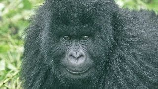 Gorillas and Wildlife of Uganda HD [upl. by Solomon]