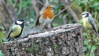 Birds Chirping and Singing in The Forest  Bird Song amp Nature Sounds [upl. by Beilul961]