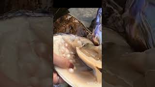 Pearl harvest mollusks pearls oysters beauty nature biology biodiversity [upl. by Ykcor]