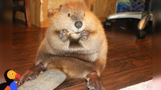 Rescue Beaver Loves Building Dams In His House  JUSTIN BEAVER  The Dodo [upl. by Lengel617]