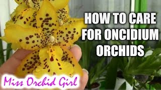 How to care for Oncidium Orchids and Intergenerics  watering fertilizing reblooming [upl. by Debra]