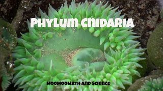 Phylum CnidariaCharacteristics and Examples [upl. by Alimrahs]