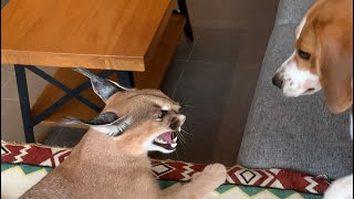 Caracal and beagle puppy playing  unusual animal friends  dog and cat friends [upl. by Olia]