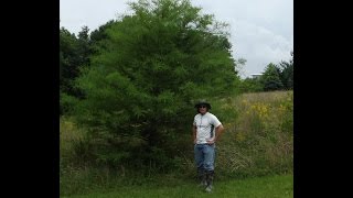 How to Plant Bald Cypress Tree Seedlings [upl. by Noemad]