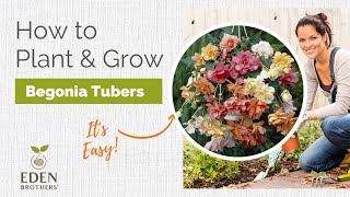 How to Plant and Grow Begonia Tubers [upl. by Mansoor]