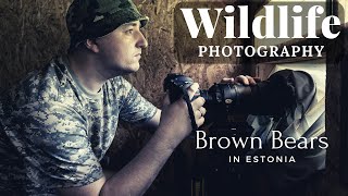 WILDLIFE PHOTOGRAPHY  Brown Bears in Estonia  LOODUSFOTOGRAAFIA  Alutaguse karuvarje [upl. by Elwood]